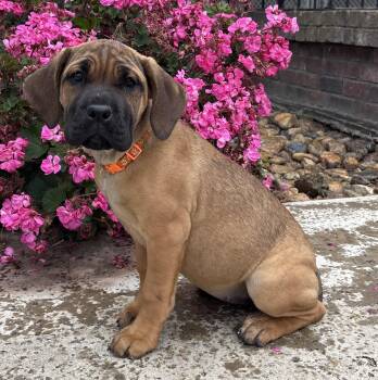 Cane Corso and Mastiff Dogs Available for Adoption in Lathrop, California - Mimi | PetCurious