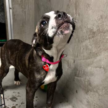 Shimmer A5798928 -  Boxer Dog for Adoption in Los Angeles, California - Shimmer A5798928 | PetCurious