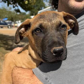 Curly -  Mixed Breed Dog for Adoption in Columbia, South Carolina - Curly | PetCurious