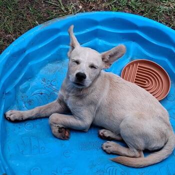 Bambi -  Labrador Retriever Dog for Adoption in Livingston, Texas - Bambi | PetCurious