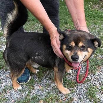 Matthias - Coming Soon! -  Terrier and Miniature Pinscher Dog for Adoption in Glenelg, Maryland - Matthias - Coming Soon! | PetCurious
