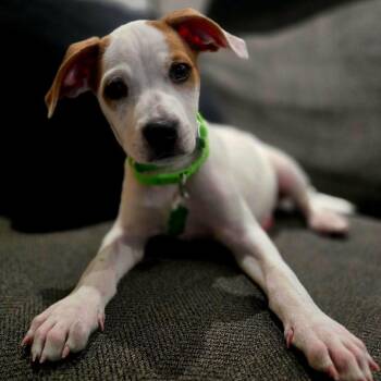 Elvis (Iconic Litter) -  Hound Dog for Adoption in San Diego, California - Elvis (Iconic Litter) | PetCurious
