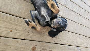 River -  Treeing Walker Coonhound and Black Mouth Cur Dog for Adoption - River | PetCurious