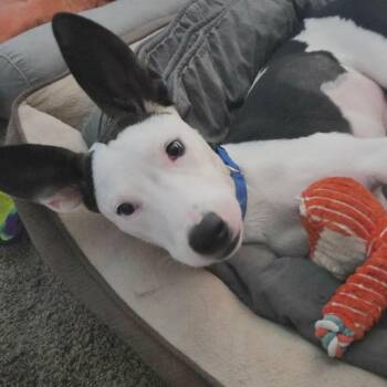 Soren -  Terrier and Retriever Dog for Adoption in Corpus Christi, Texas - Soren | PetCurious