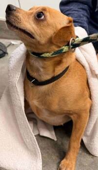 Chihuahua and Mixed Breed Dogs Available for Adoption in Bowling Green, Kentucky - Gergie | PetCurious