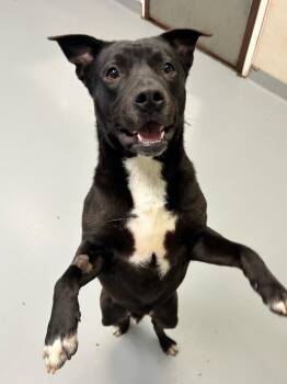 Raisin -  Beagle and Pit Bull Terrier Dog for Adoption in Youngsville, North Carolina - Raisin | PetCurious