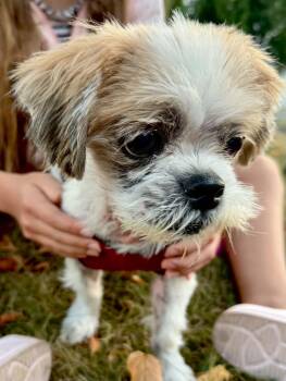 Belle -  Shih Tzu Dog for Adoption in Brunswick, Maine - Belle | PetCurious
