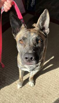 Rescue Shepherd and Mixed Breed Dogs for Adoption in Willmar, Minnesota - Fayra | PetCurious