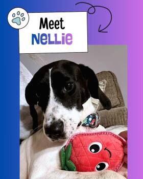 Nellie -  Beagle Dog for Adoption in Sulphur, Kentucky - Nellie | PetCurious