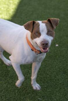 Rescue Terrier Dogs for Adoption in Gunnison, Colorado - Joey | PetCurious