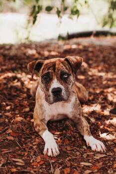 94866a Layla -  American Staffordshire Terrier and Mixed Breed Dog for Adoption in North Charleston, South Carolina - 94866a Layla | PetCurious