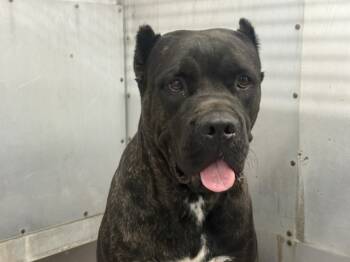 Rescue Cane Corso Dogs for Adoption in San Bernardino, California - TORVI | PetCurious