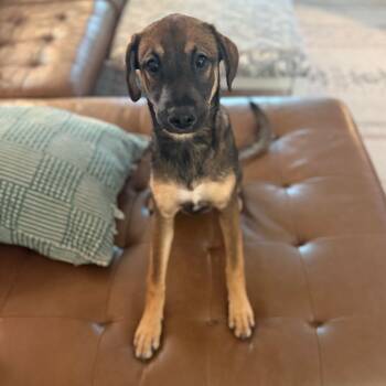Rescue German Shepherd Dog and Mixed Breed Dogs for Adoption in Austin, Texas - Daisy Bloom MA | PetCurious