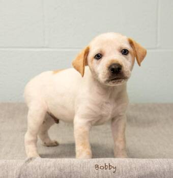 Bobby -  Hound Dog for Adoption in Manchester, Connecticut - Bobby | PetCurious