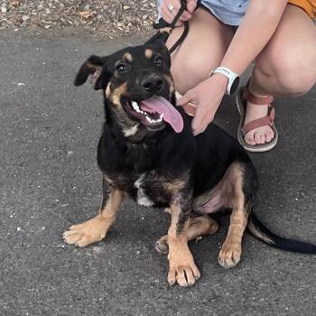 Caper -  German Shepherd Dog Dog for Adoption in Davis, California - Caper | PetCurious