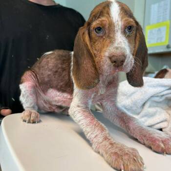 Mixed Breed Dogs Available for Adoption in Huntington, West Virginia - Gordon | PetCurious