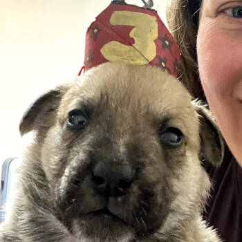 Rescue Shepherd Dogs for Adoption in Tuba City, Arizona - Pepper (Tumbleweed #1) | PetCurious