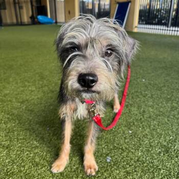 McCoy -  Mixed Breed Dog for Adoption in West Palm Beach, Florida - McCoy | PetCurious