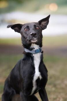 Rescue Border Collie and Mixed Breed Dogs for Adoption in Belleville, Illinois - MARLOWE | PetCurious