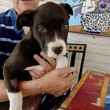 Maisie -  Pit Bull Terrier and Labrador Retriever Dog Available for Adoption in Amarillo, Texas - Maisie | PetCurious