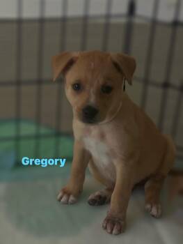German Shepherd Dog and Australian Cattle Dog Blue Heeler Dogs Available for Adoption in Houston, Texas - Gregory | PetCurious