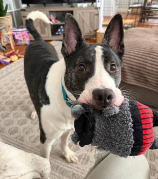 American Staffordshire Terrier Dogs Available for Adoption in Salem, New Hampshire - Knox | PetCurious