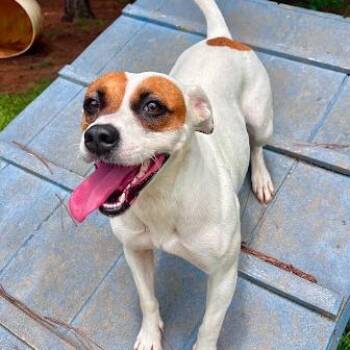 Splenda -  Jack Russell Terrier and Mixed Breed Dog for Adoption in Calverton, New York - Splenda | PetCurious