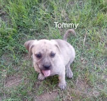 Tommy -  Pug Dog Available for Adoption in Welling, Oklahoma - Tommy | PetCurious