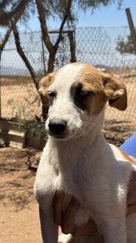 Tiffany -  Shepherd Dog for Adoption in Bakersfield, California - Tiffany | PetCurious