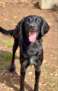 English Pointer Dogs Available for Adoption in Ross, Ohio - Keno | PetCurious