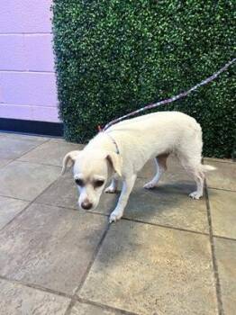 Luna -  Chihuahua and Mixed Breed Dog for Adoption in El Paso, Texas - Luna | PetCurious