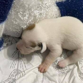 Mixed Breed Dogs Available for Adoption - Canadien | PetCurious