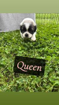 Queen -  Pug and Beagle Dog for Adoption in Columbus, Ohio - Queen | PetCurious