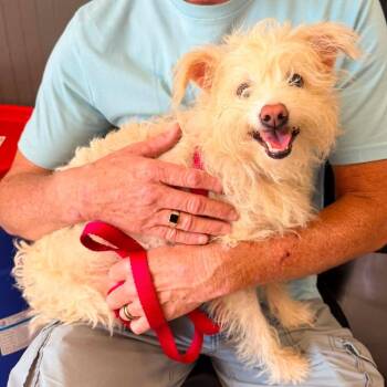 Mixed Breed Dogs Available for Adoption in Huntington, West Virginia - Candy | PetCurious