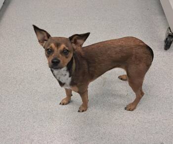Bon Bon -  Chihuahua and Mixed Breed Dog for Adoption in Frankfort, Kentucky - Bon Bon | PetCurious