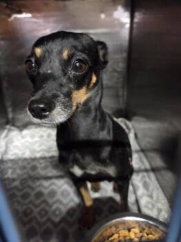61752530 -  Mixed Breed Dog for Adoption in El Paso, Texas - 61752530 | PetCurious