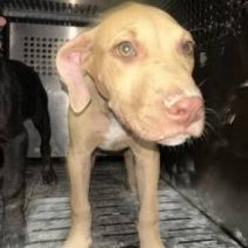 Nicolette -  Pit Bull Terrier and English Bulldog Dog for Adoption in Austin, Texas - Nicolette | PetCurious