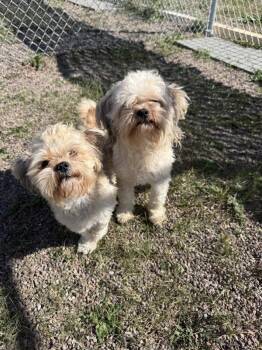 Po -  Mixed Breed and Shih Tzu Dog for Adoption in Black Eagle, Montana - Po | PetCurious