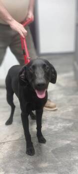 Willie -  Hound Dog for Adoption in Columbus, Ohio - Willie | PetCurious