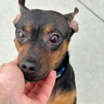 Miniature Pinscher Dogs Available for Adoption in Matteson, Illinois - Rex | PetCurious