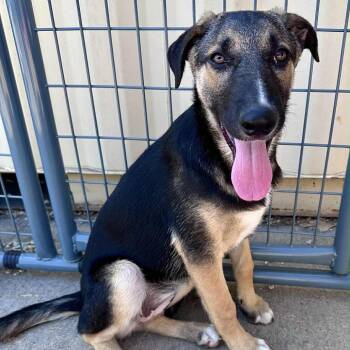 Mixed Breed Dogs Available for Adoption in Joliet, Illinois - Dajana | PetCurious