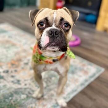 Pug and Bulldog Dogs Available for Adoption - Koi The Happiest Boy | PetCurious