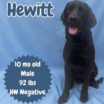 Labrador Retriever Dogs Available for Adoption in Sorrento, Louisiana - Hewitt | PetCurious