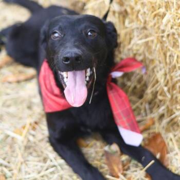 FLOR -  Labrador Retriever Dog for Adoption in San Antonio, Texas - FLOR | PetCurious