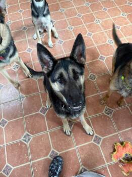 Phoenix -  German Shepherd Dog Dog for Adoption in Greeneville, Tennessee - Phoenix | PetCurious