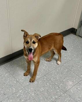 Rescue German Shepherd Dog and Husky Dogs for Adoption in New Philadelphia, Ohio - Mario | PetCurious