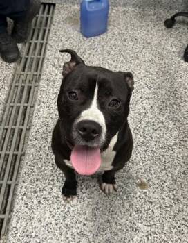 Mixed Breed Dogs Available for Adoption in West Chester, Pennsylvania - Charming | PetCurious