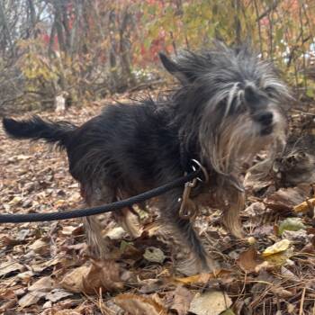 Rescue Mixed Breed Dogs for Adoption in Walker, Michigan - Chase | PetCurious