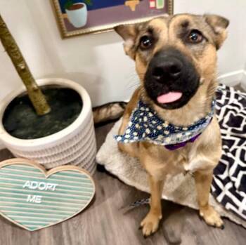 Poppy Smart Girlie -  Belgian Shepherd Malinois and German Shepherd Dog Dog for Adoption in Friendswood, Texas - Poppy Smart Girlie | PetCurious