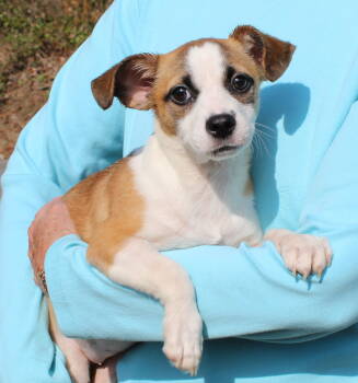 Rescue Terrier Dogs for Adoption in Prattville, Alabama - Meatball 42776 | PetCurious